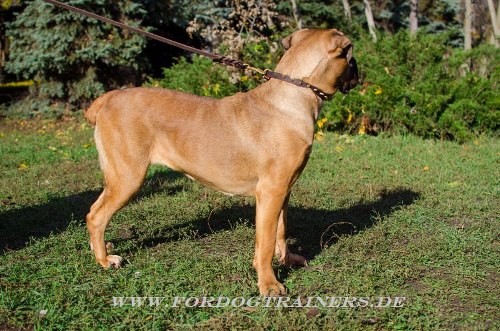 Hochwertiges Cane Corso Leder Halsband